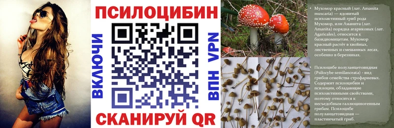 Купить где  Ядрин  Галлюциногенные грибы Psilocybe 